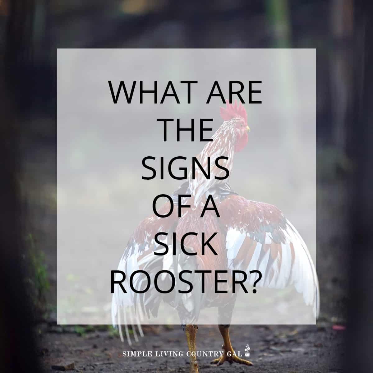 sick rooster symptoms | Simple Living Country Gal