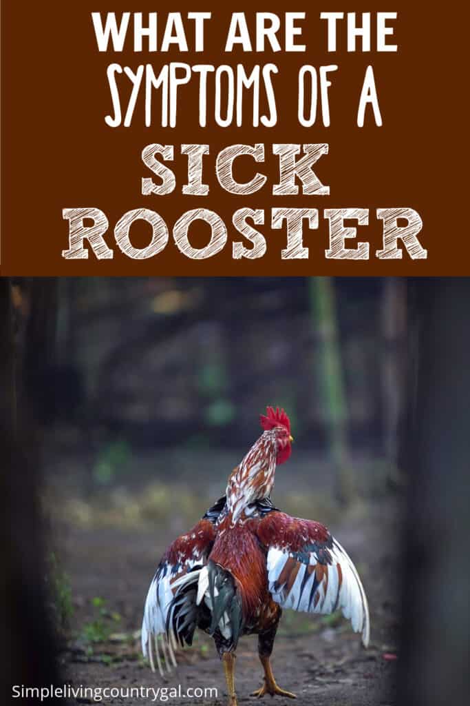 sick rooster symptoms