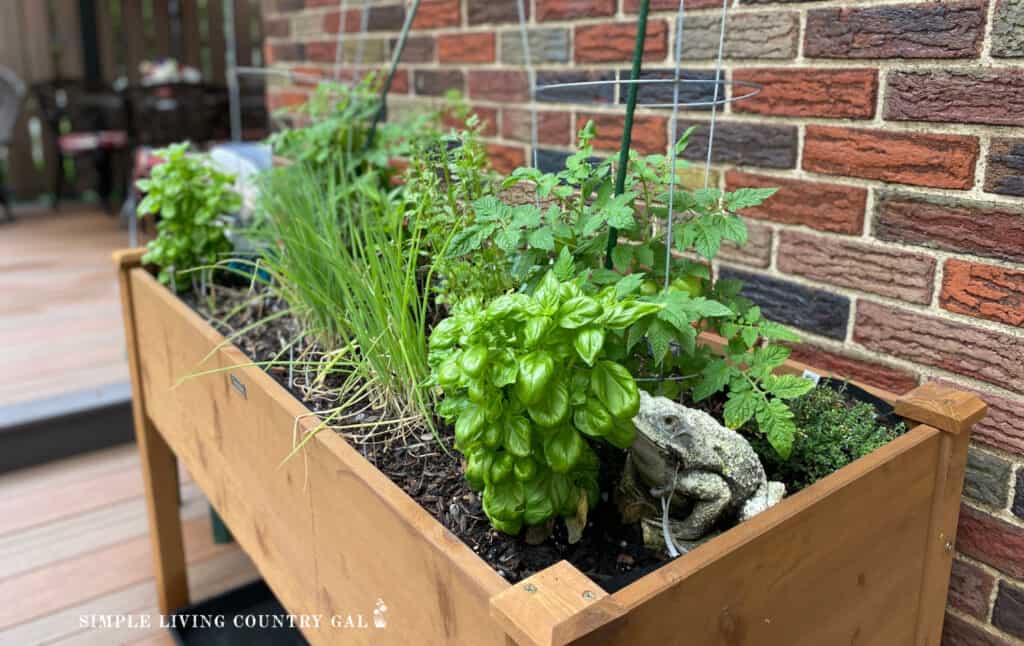 small garden growing in a table