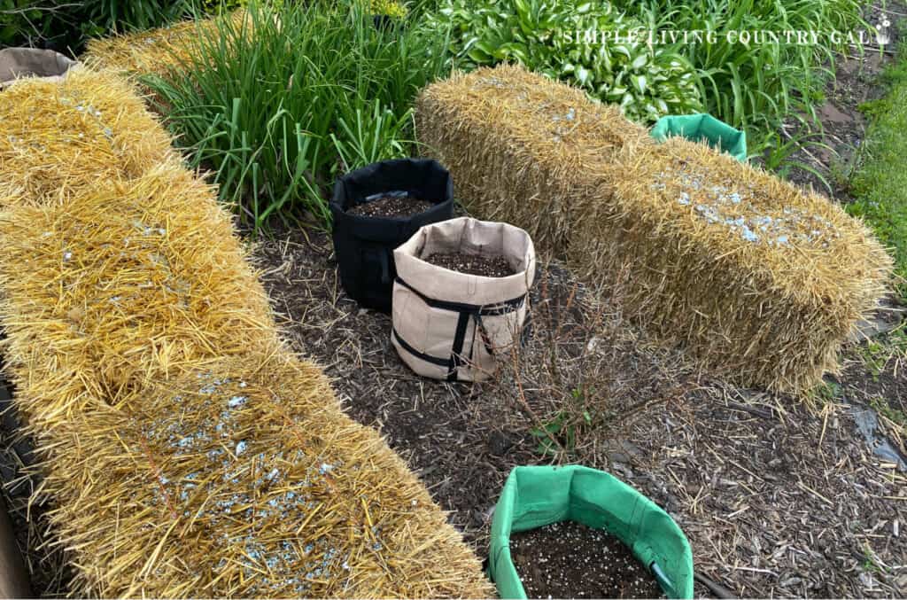 straw bales in a garden bed with grow bags nearby (1)