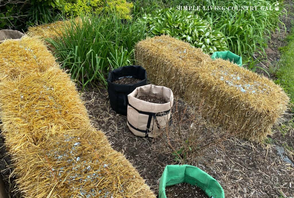 straw bales in a garden bed with grow bags nearby