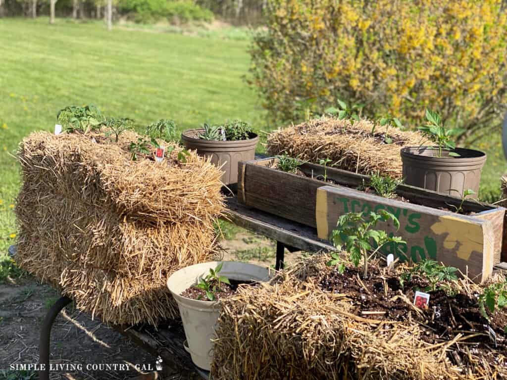 straw bales on a picnic table planted with vegetables
