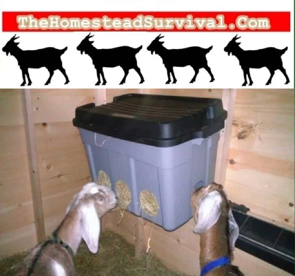 two goats eating hay out of a plastic DIY goat hay feeder