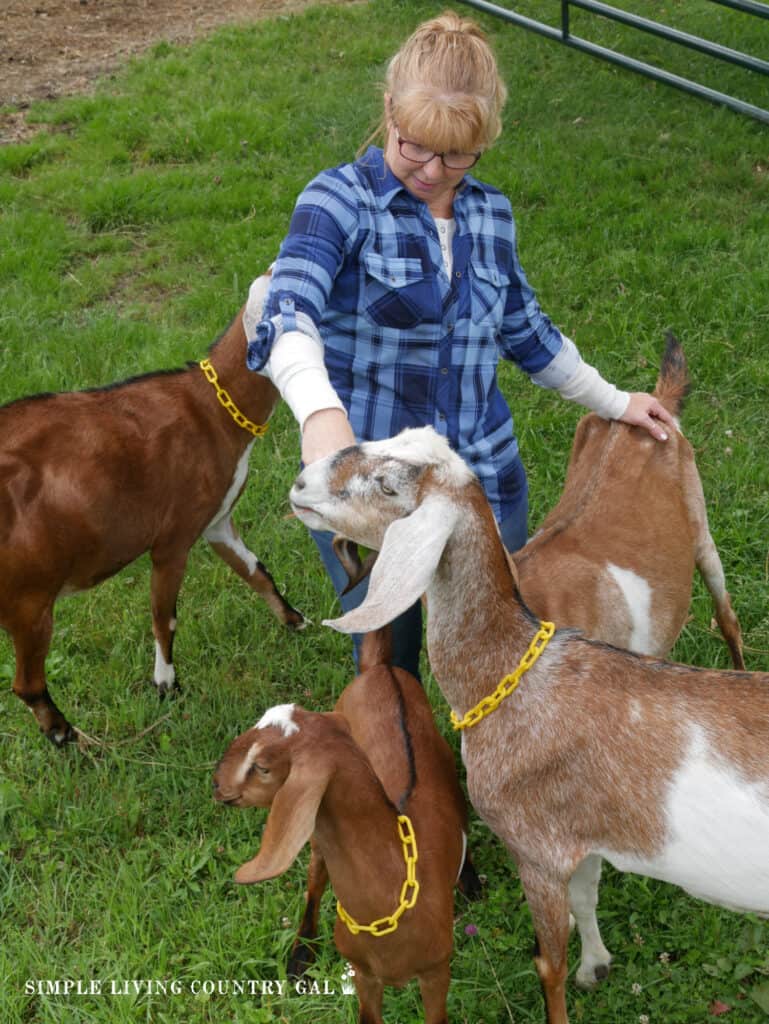 woman feeding leaves to goats 