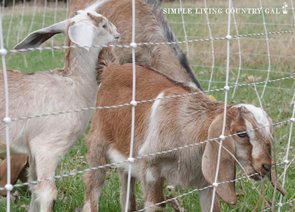 young goat sticking his nose through a white fence that is electric