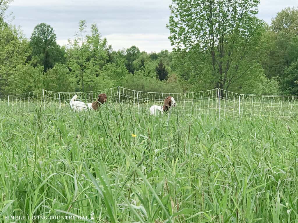 2 boer goats put on pasture