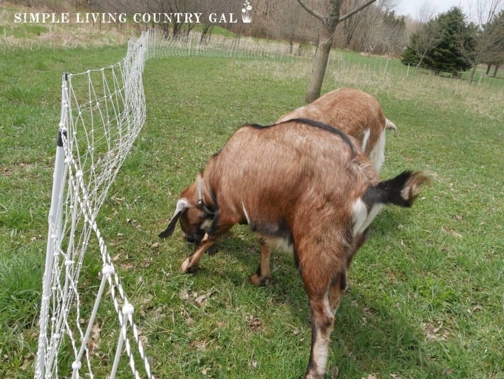 2 goats grazing in a pasture next to fence netting