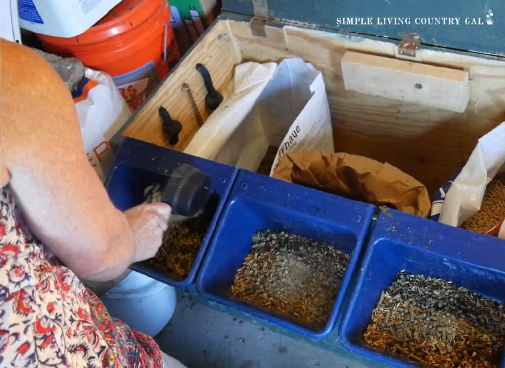 3 bowls of grain feed for goats