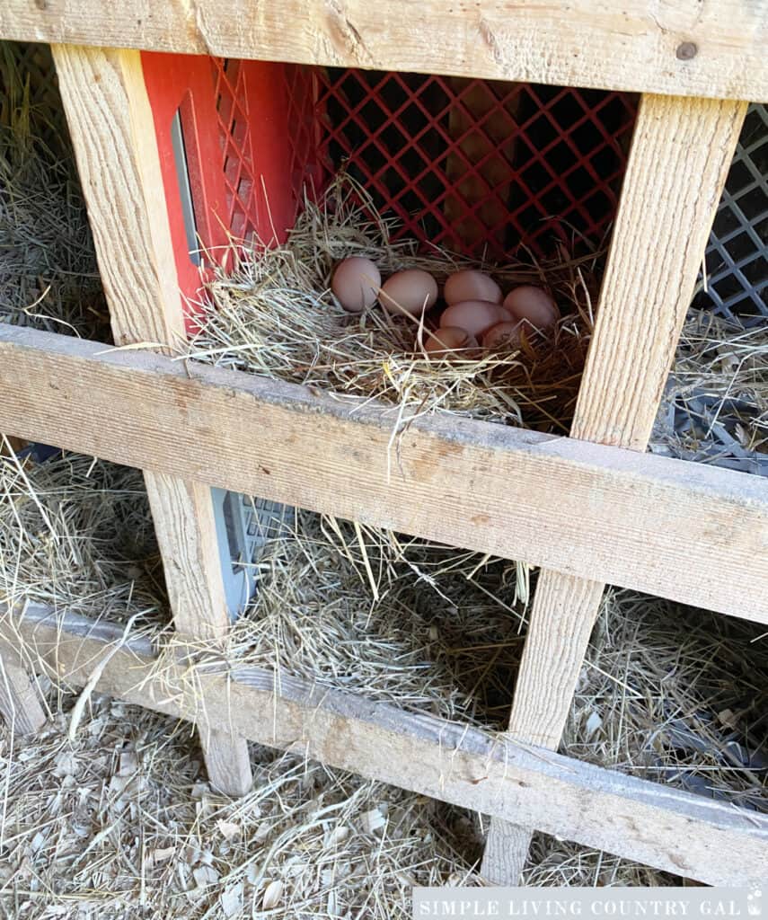 A nesting box in a chicken coop with a pile of eggs inside
