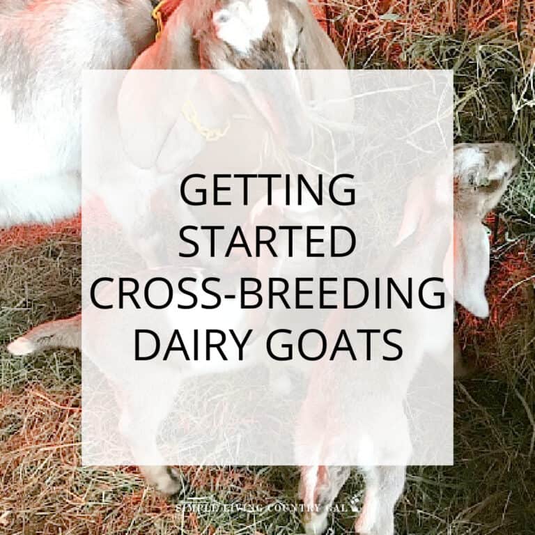 cross-breeding goats