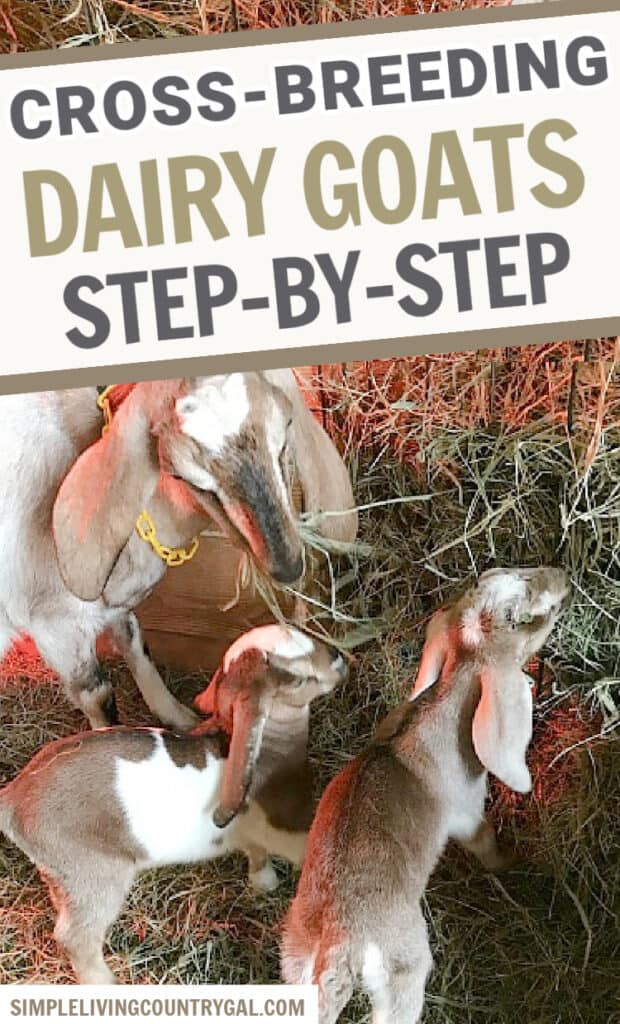 Cross-breeding goats