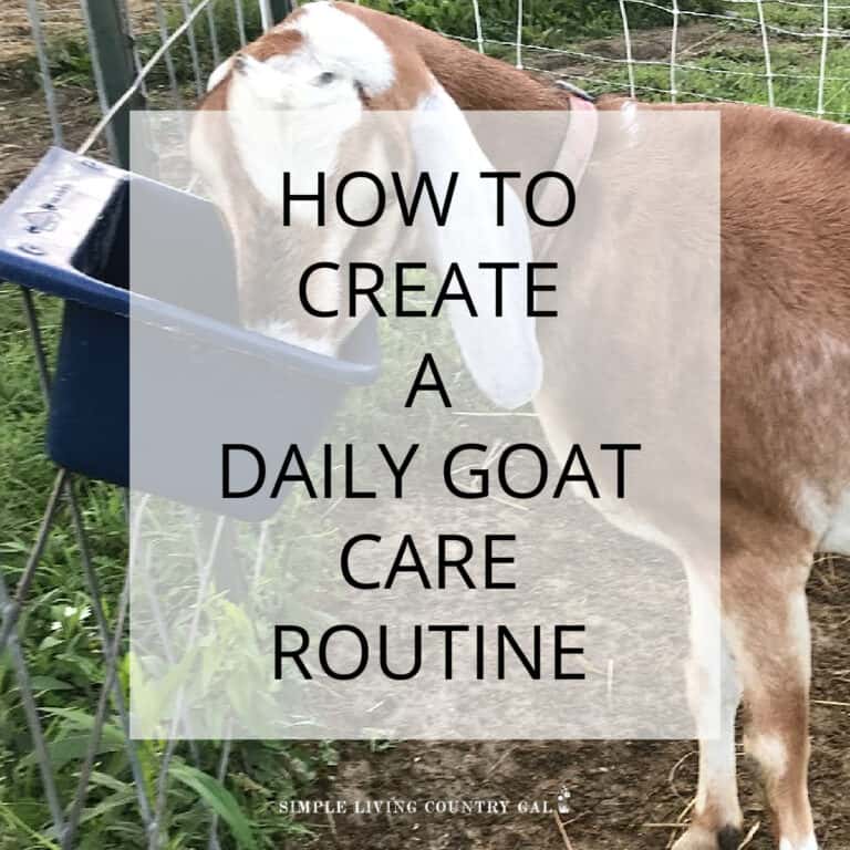Daily goat care routine