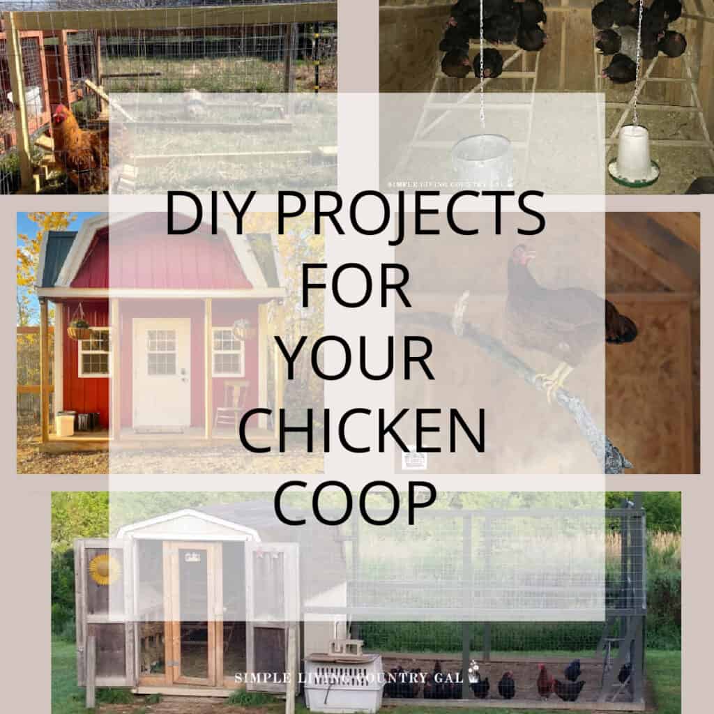 Backyard Chickens Archives - Simple Living Country Gal