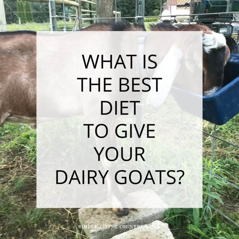Dairy Goat Diet