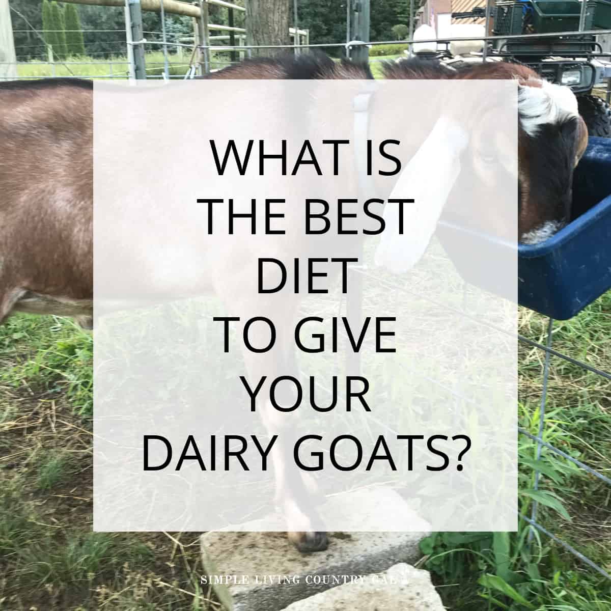 Dairy Goat Diet | Simple Living Country Gal