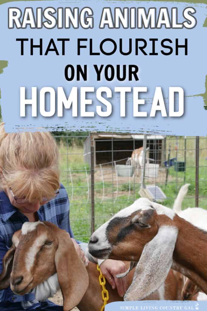 A roundup of content that will help you grow your skills as a homesteader. From what to do to prepare mentally, to the tools to have, the animals to consider, their housing, care, gardening setup and more. 