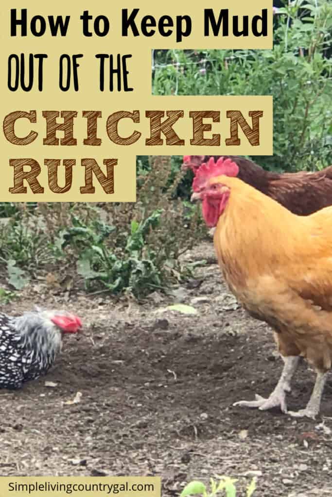 Muddy chicken run