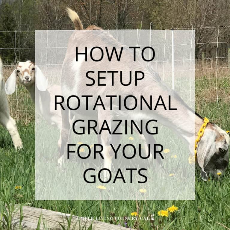 rotational grazing goats
