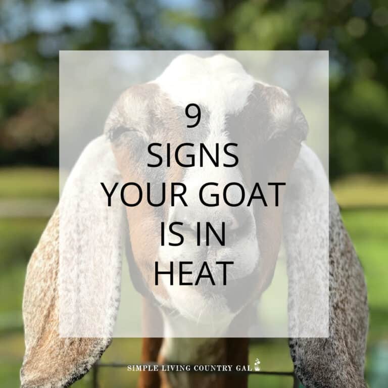 signs of a goat in heat