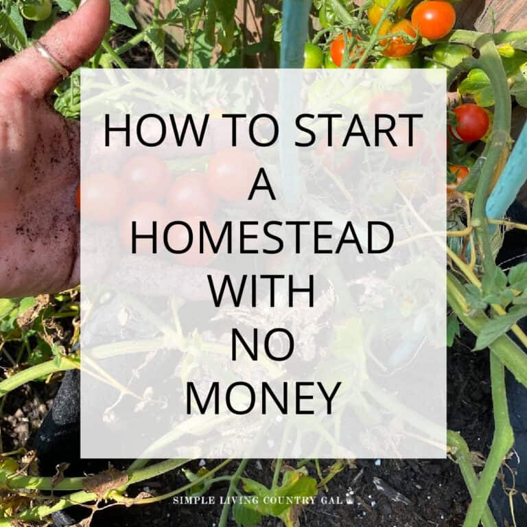 Starting a homestead without money