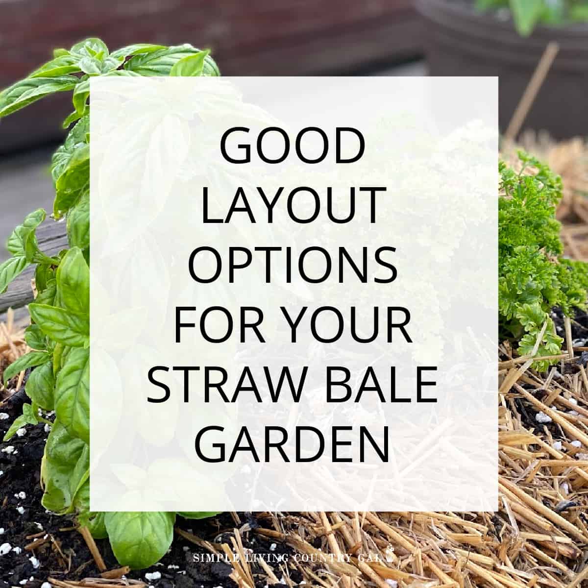 Straw bale garden plant layout