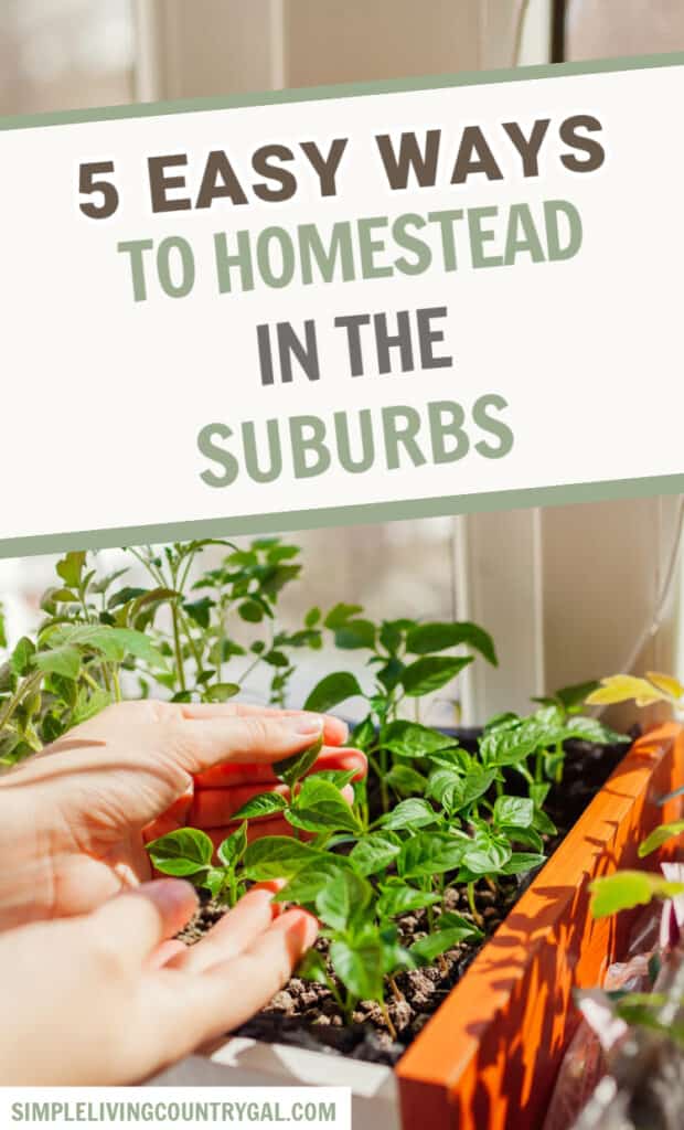 SUBURBAN HOMESTEADING IDEAS