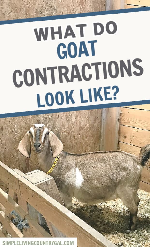 what do goat contractions look like? 