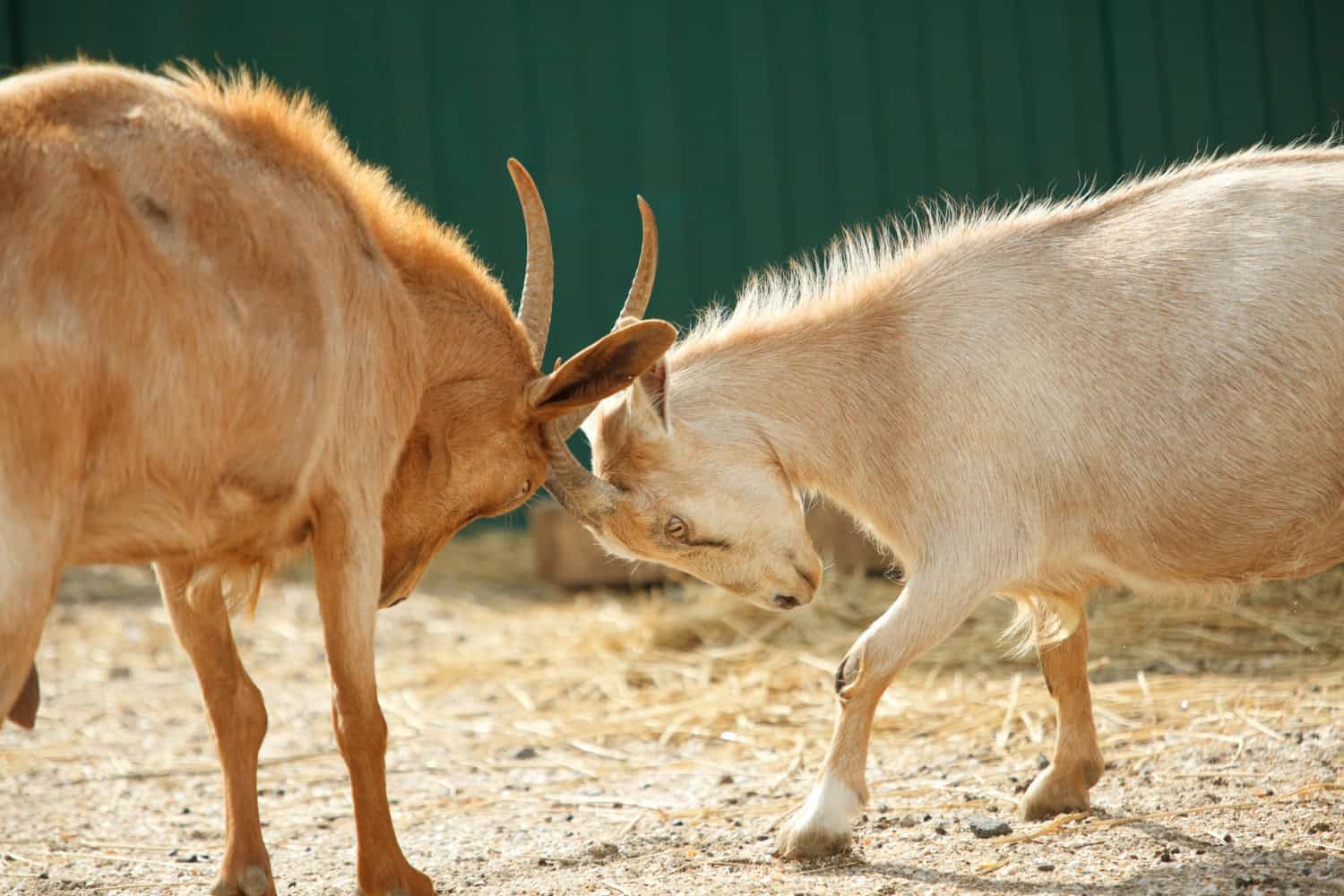 WHAT IS GOAT RUT | Simple Living Country Gal