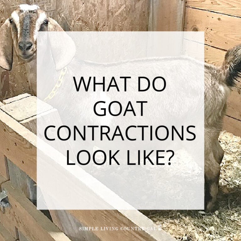 What do goat contractions look like
