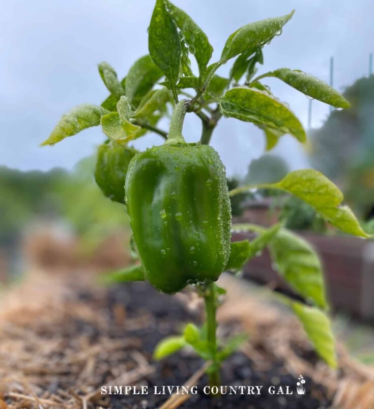 How To Grow Bell Peppers