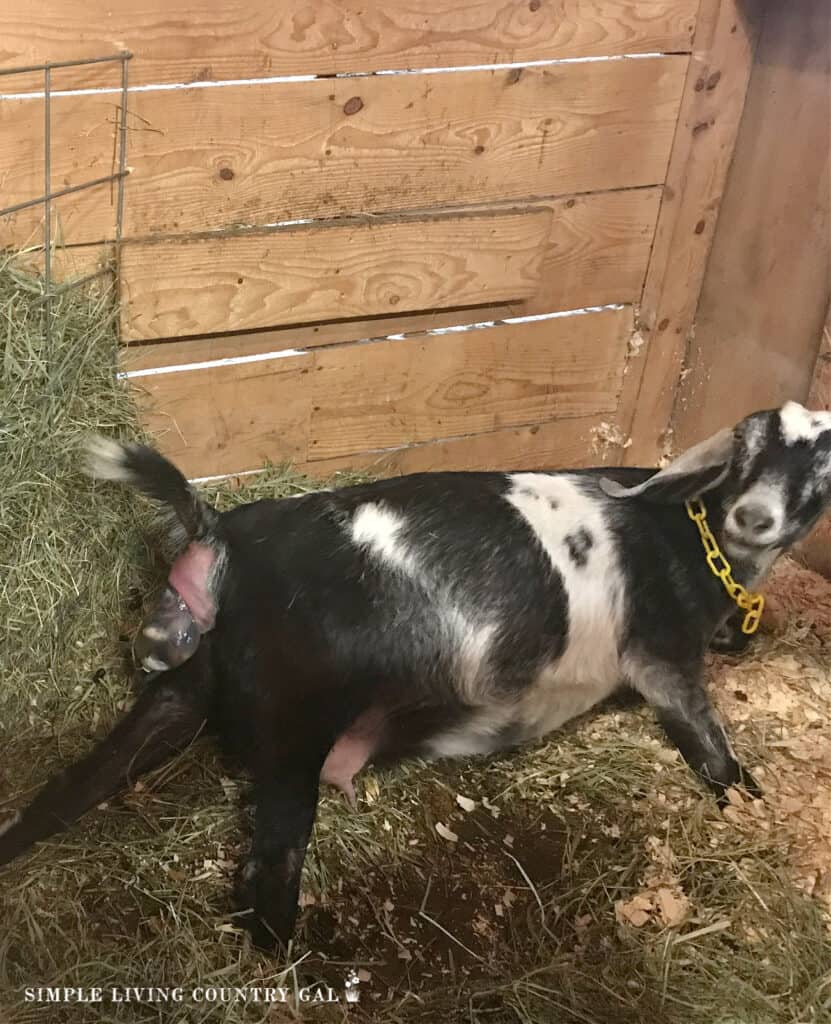 a black and white goat giving birth to a kid