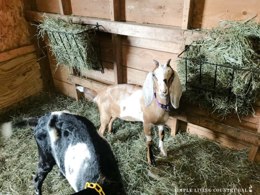 a brown goat standing in front of a rack of hay