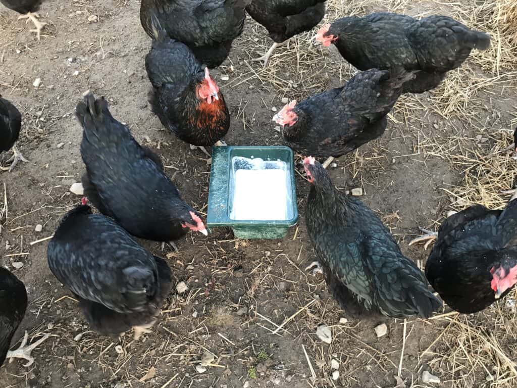 a bucket of milk in the center of a flock of black chickens