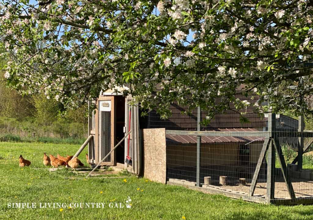 a chicken coop and run with a blooming apple tree in front