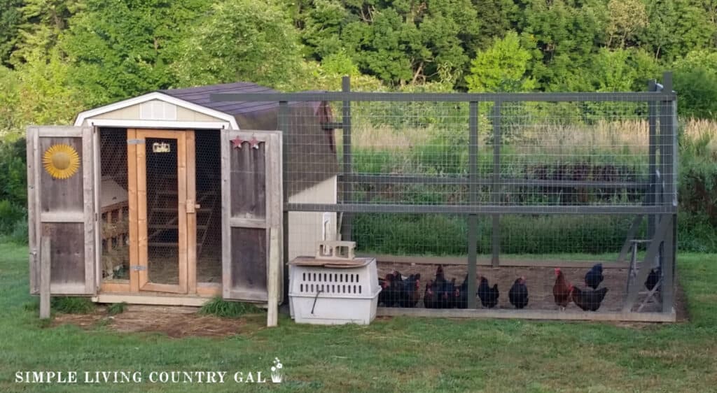 a chicken coop in a shed