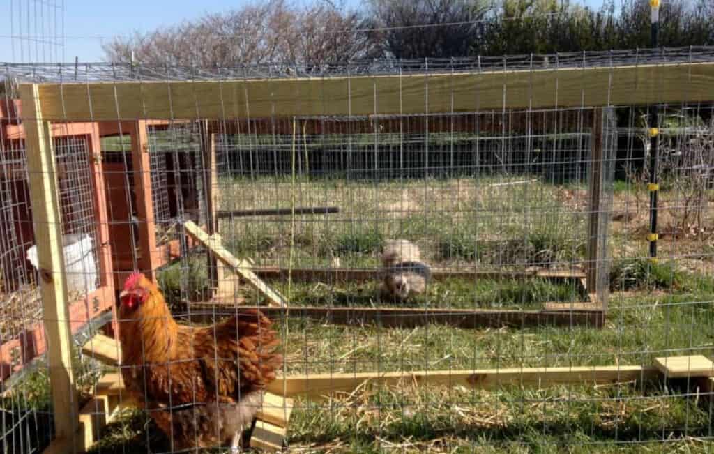 a chicken in a small outside run