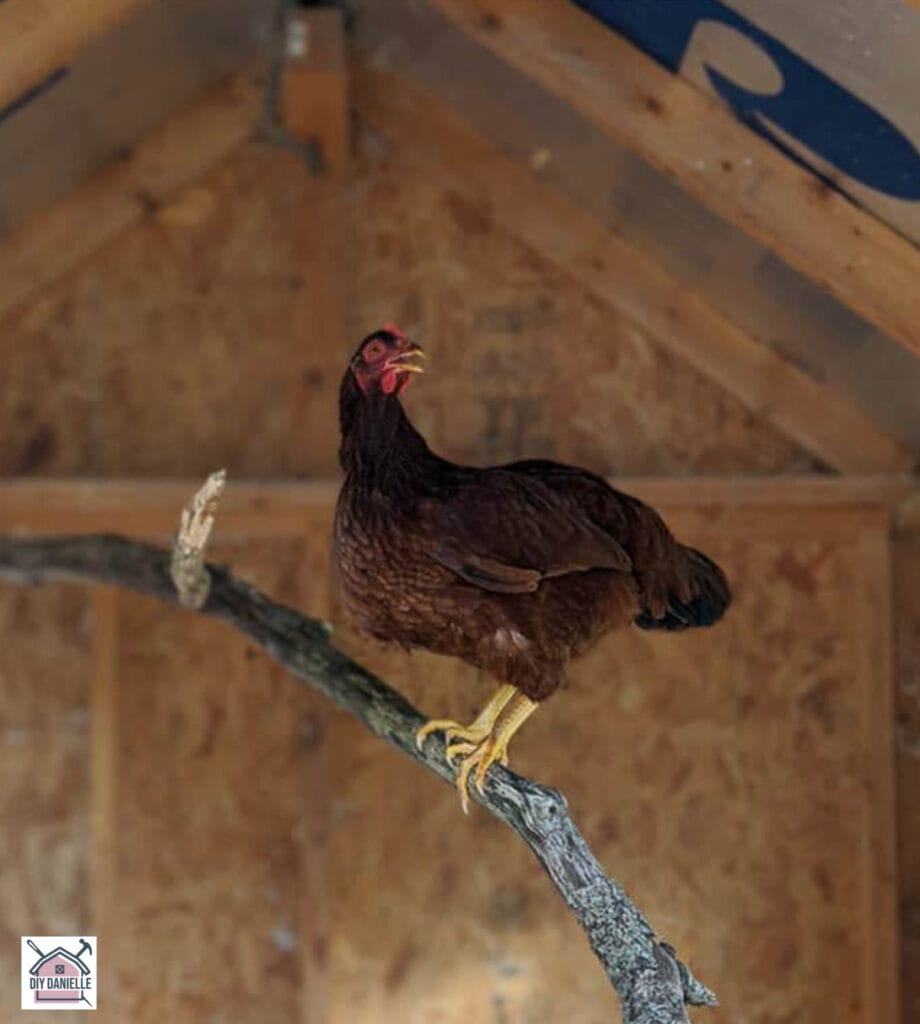 a chicken sitting on a branch style roost in a coop