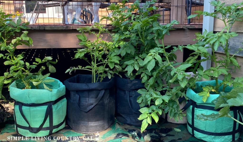 a collection of grow bags filled with plants in a garden.