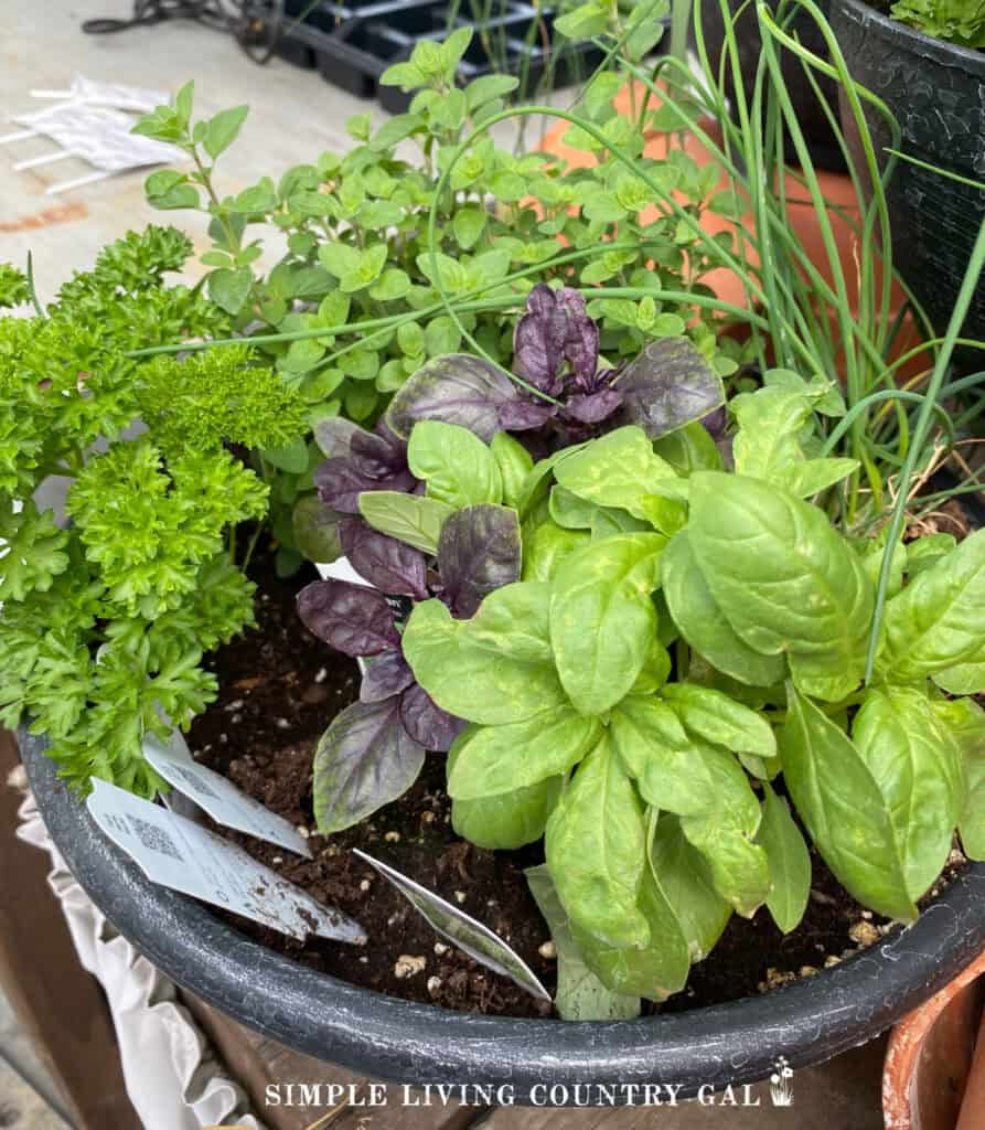 a collection of herbs growing in a flower pot