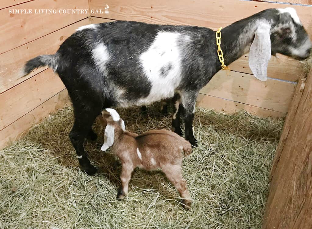 a goat kid nursing on a black doeling