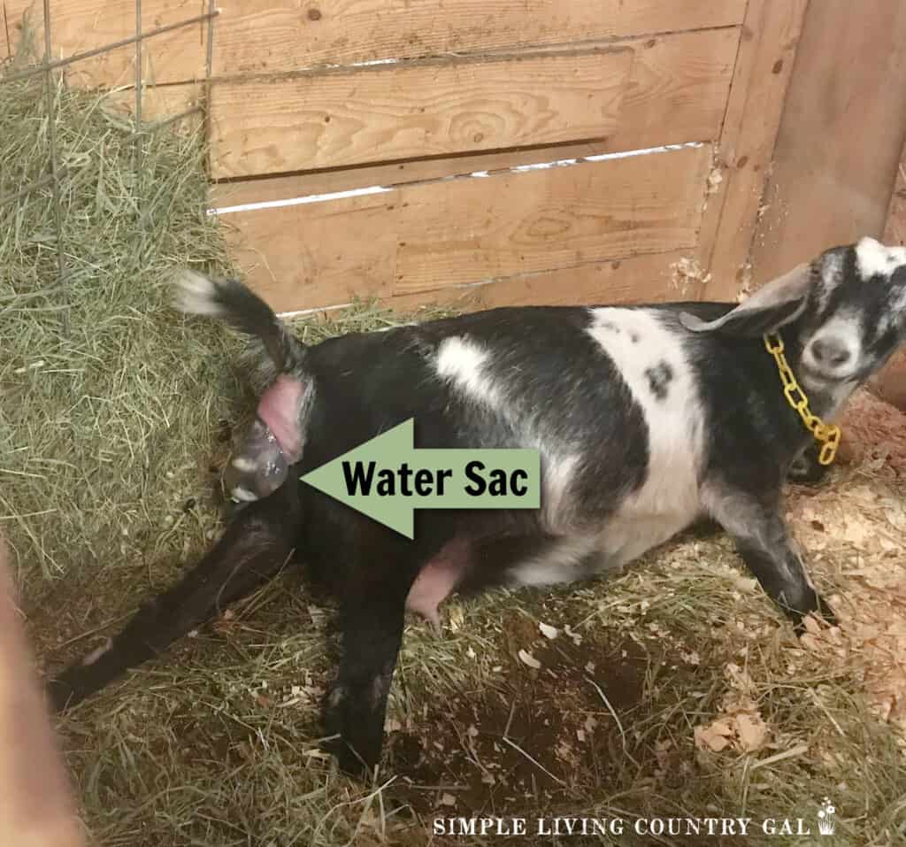 a green arrow with the words _water sac_ pointing to the back end of a black and white goat in a pen