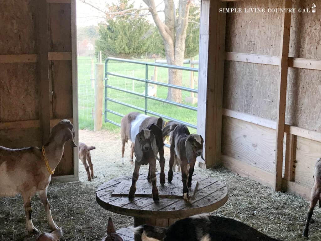 a group of goats inside of a barn