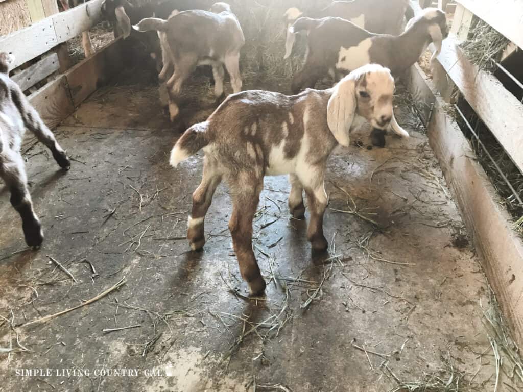 a group of kids playing in a barn