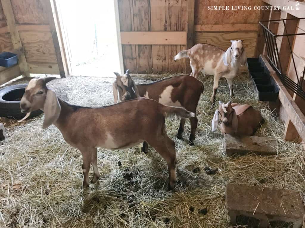 a group of wether goats in a barn