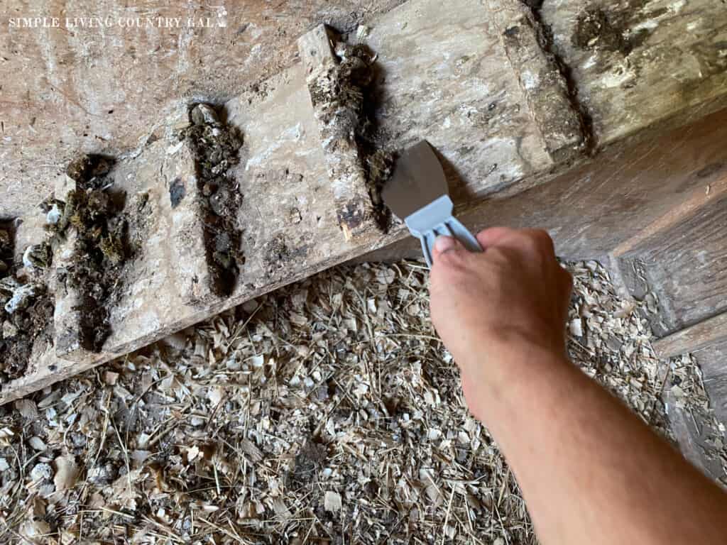 a hand using a scraper to clean off droppings from a chicken roost