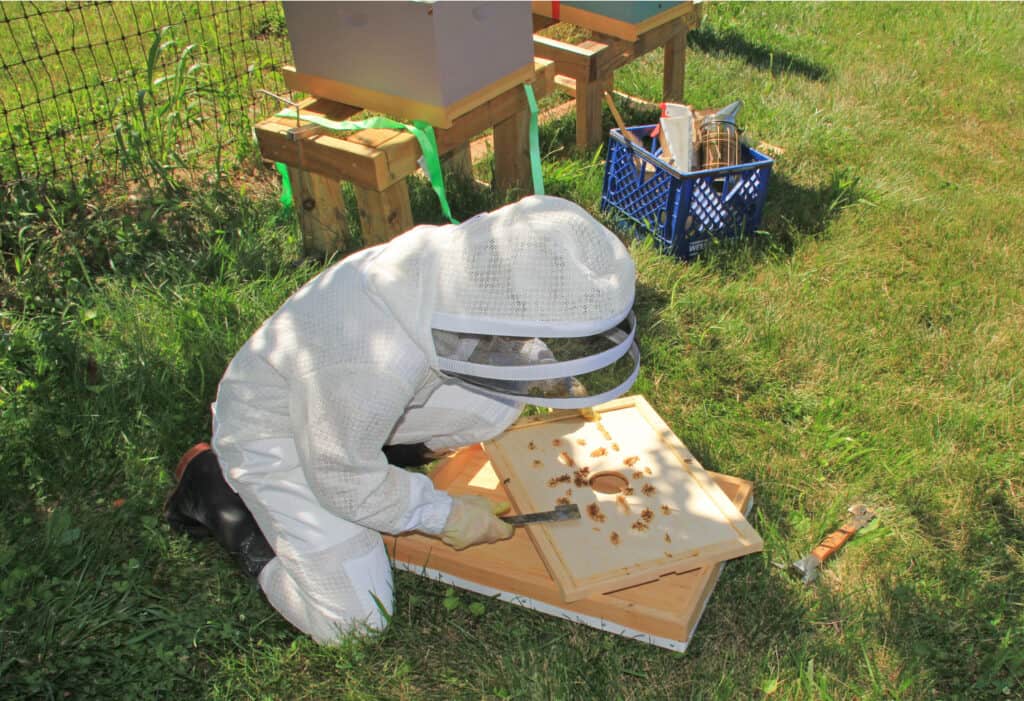 a man scraping honey off of a board from a beehive