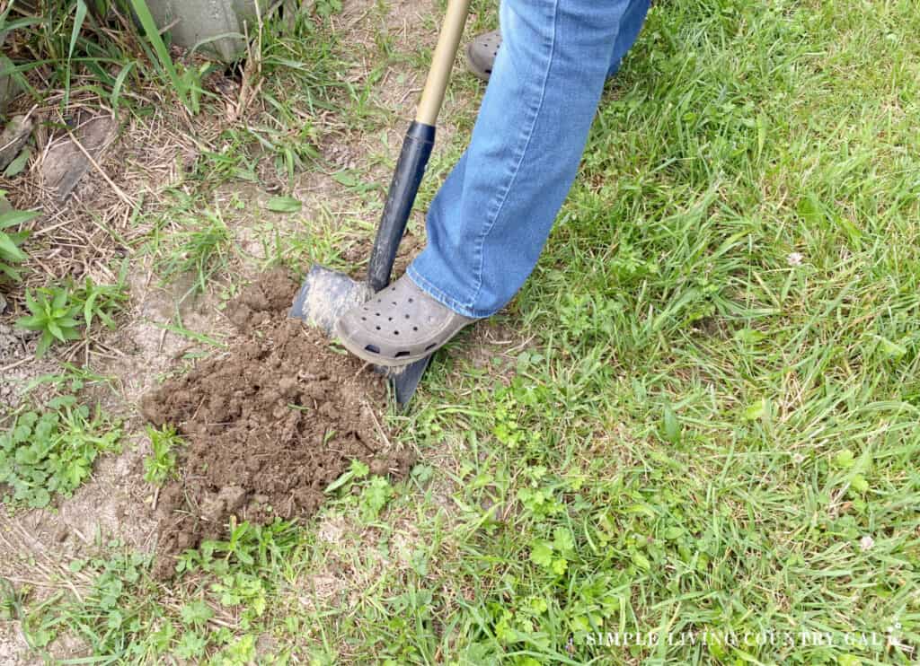 a shovel going into the soil of a new garden