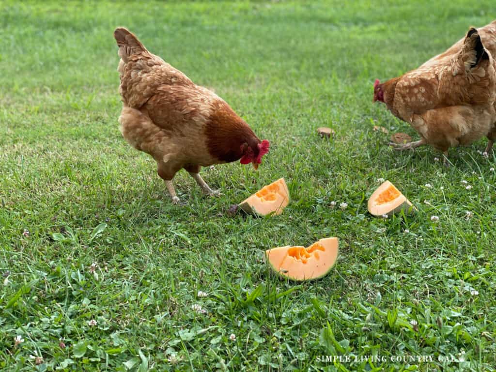 a small group of chickens eating pieces of fruit in the grass