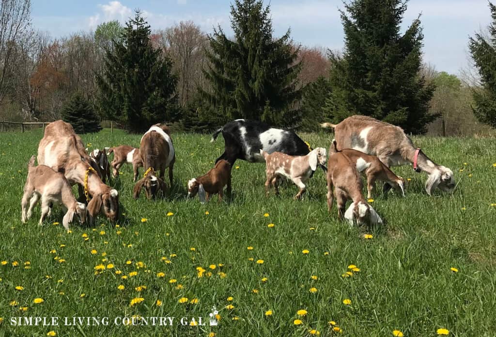 a small herd of goats grazing on a pasture