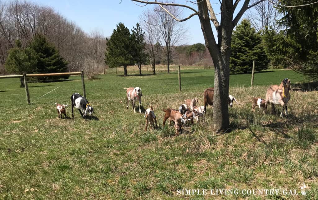 a small herd of goats walking out onto a spring pasture